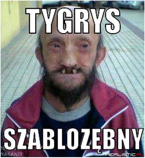 Tygrys szablozębny