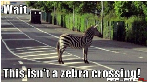 Zebra na drodze