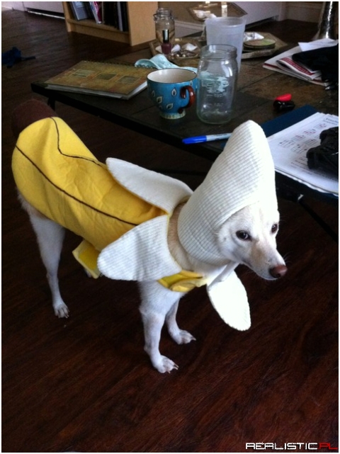 bananadog !