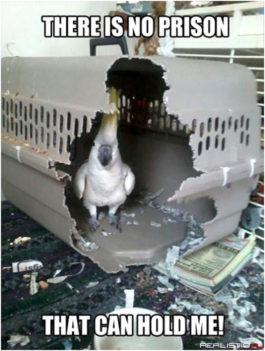 Prison bird :)