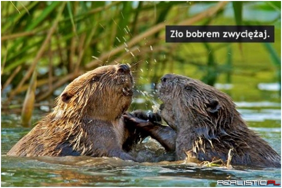 Ziobro :)