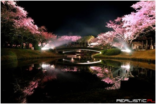 Bridge and cherry trees in full blosssom in Sakura, Japan