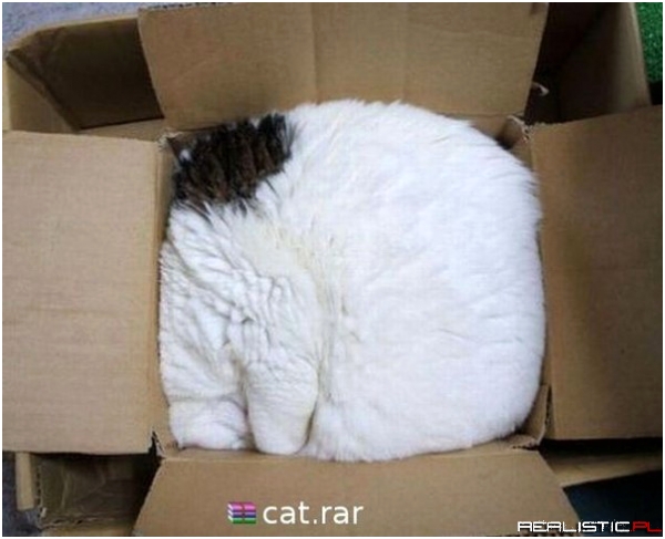 Cat rar ;)