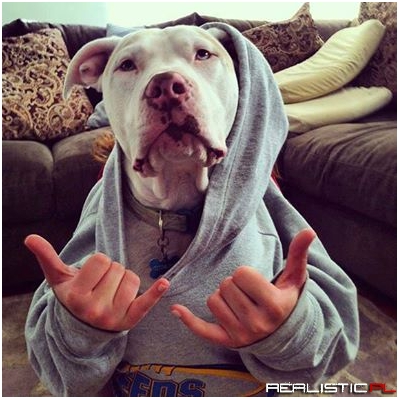 Gangsta Pit :)