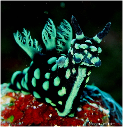 Nembrotha cristata