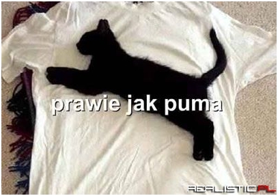 Prawie jak puma