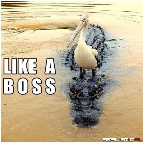 Like a Boss