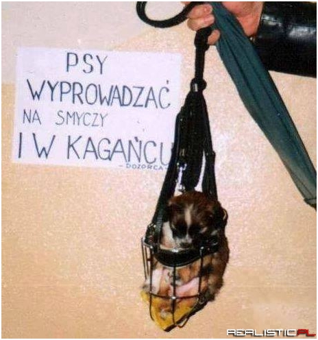 Psy wyprowadzać...