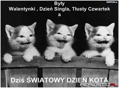 Światowy dzień kota