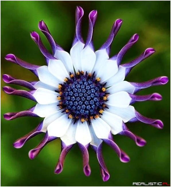 African Daisy