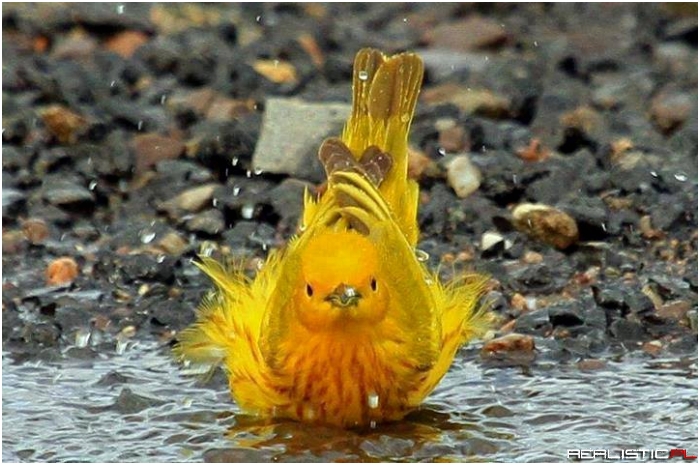 American Yellow Warbler