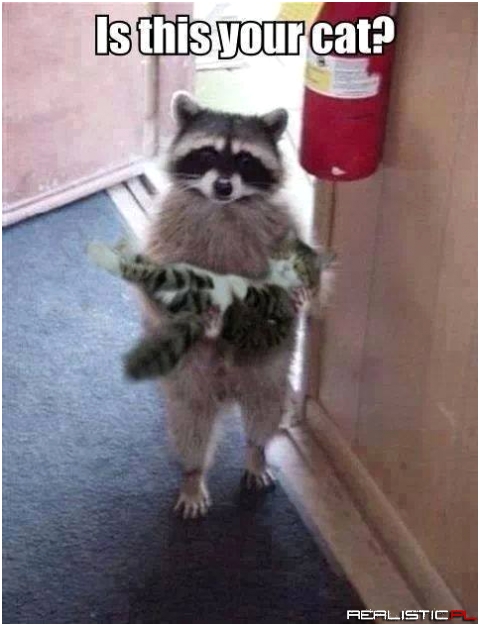 Is this your cat