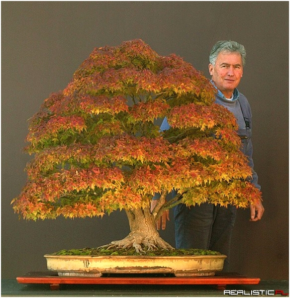 Japanese Maple bonsai