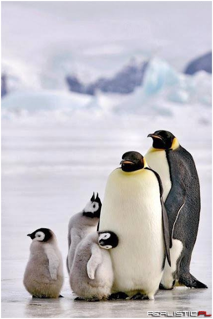 Penguin Family