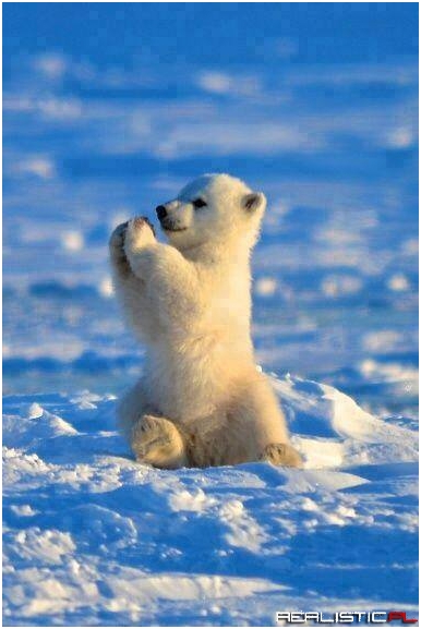 So Cute Baby Polar Bear