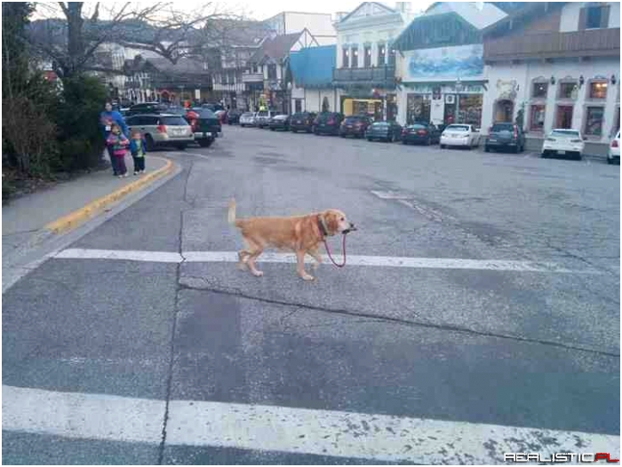 A strong independent dog who don't need no man