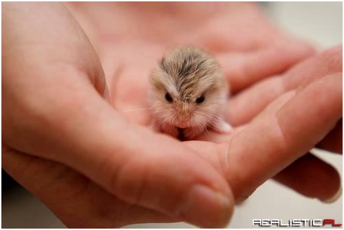 Adorable Baby Hamster