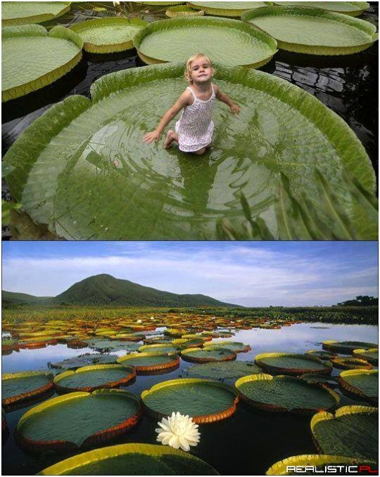 Giant lily pads on the Amazon River