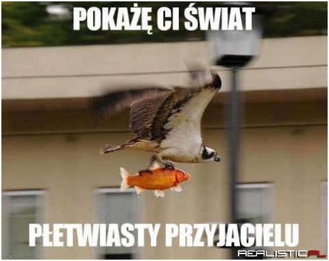 Pokaze Ci swiat