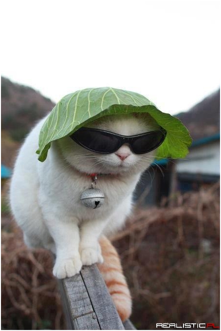 Soldier cat