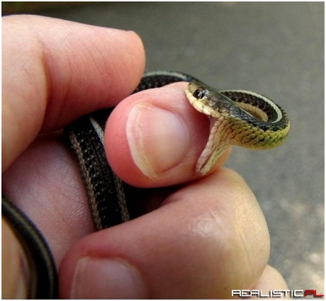 Sssssnake ;)