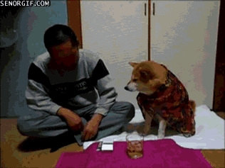 Shiba Thinks You've Had Enough