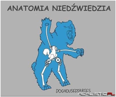 Anatomia niedźwiedzia