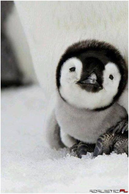 A Baby Penguin