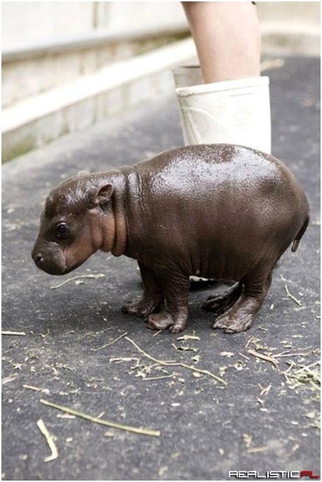 Healthy & beautiful two hours old Baby hippopotamus