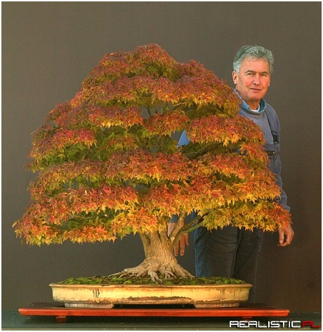 Japanese Maple bonsai