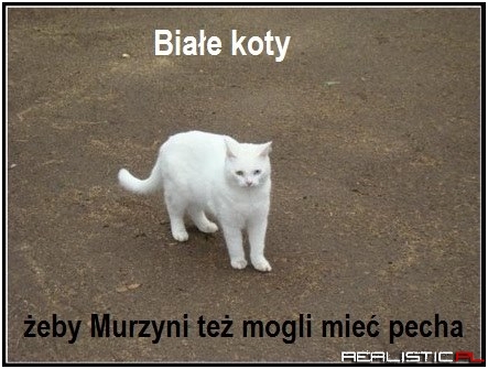 Białe koty