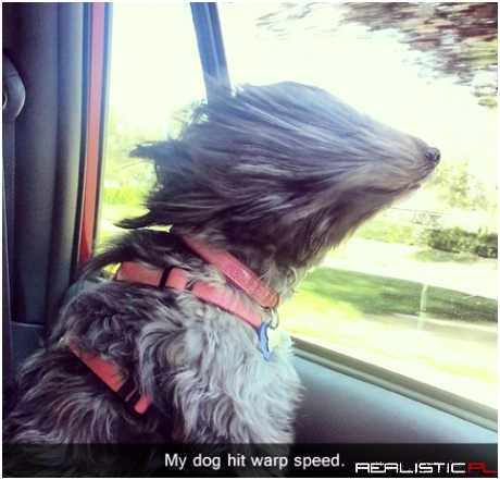 Dog hit warp speed