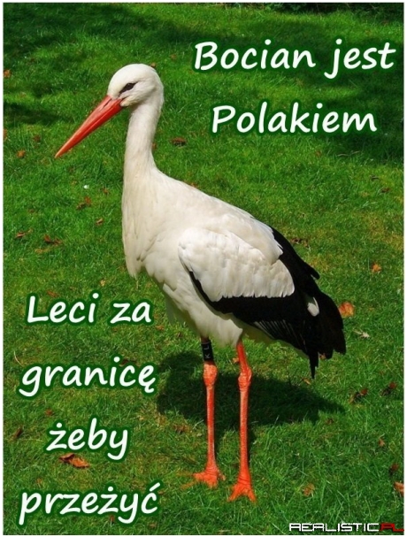 Bocian jest Polakiem