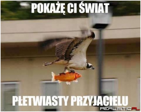 Pokaze Ci swiat