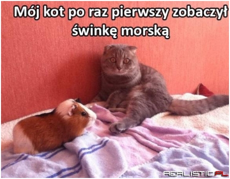 Świnka morska